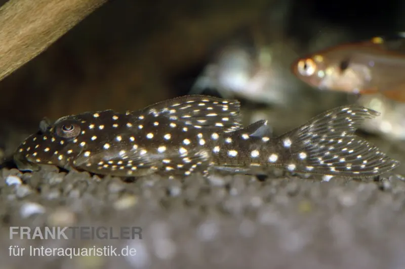 Wels L136b Demini-Engelsharnischwels, Hypancistrus sp. GROSSE PUNKTE