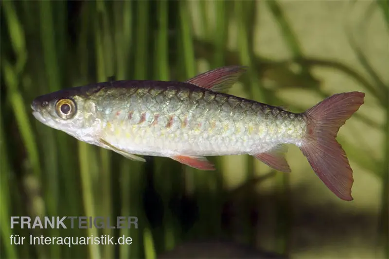 Glanzsalmler, Chalceus macrolepidotus