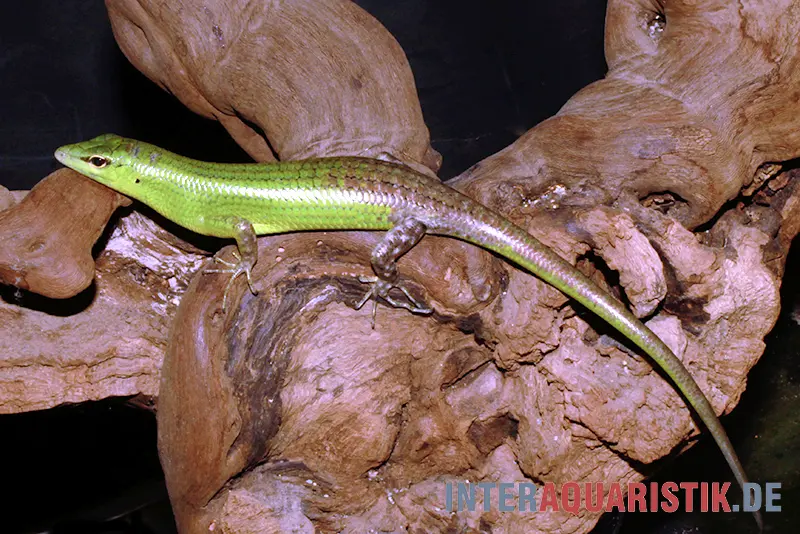 Smaragdgrüner Glanzskink, Lamprolepis smaragdina