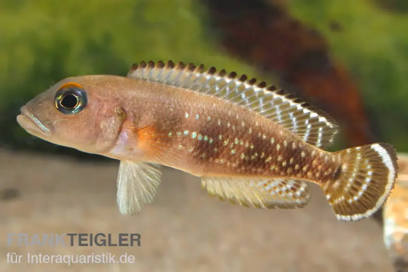 Blauaugen-Schneckenbarsch, Neolamprologus meeli