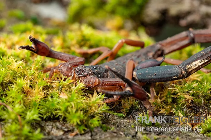 Gracilis-Skorpion, Centruroides gracilis