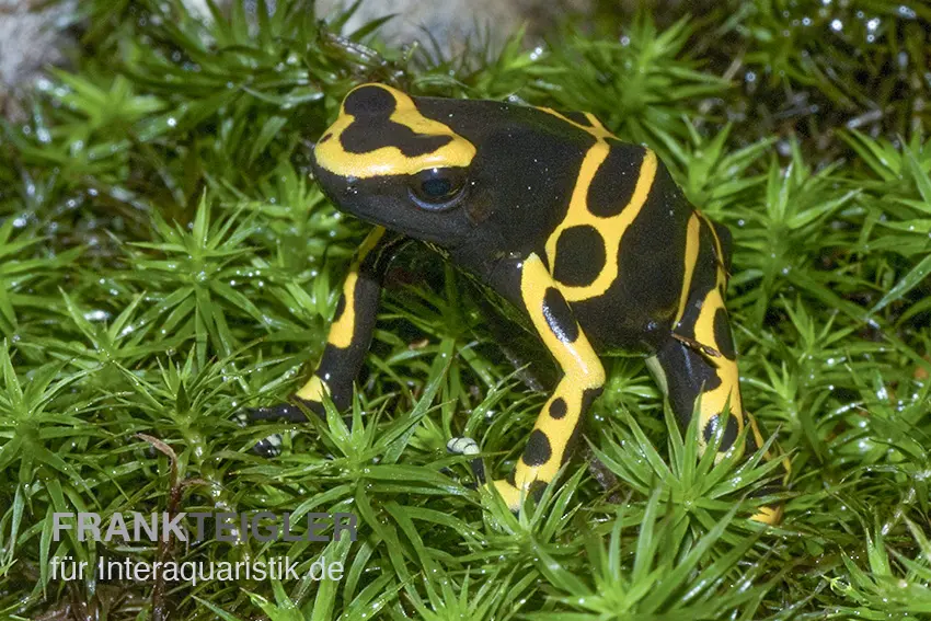 Gelbgebänderter Baumsteiger, Dendrobates leucomelas "Puerto Ayacucho"