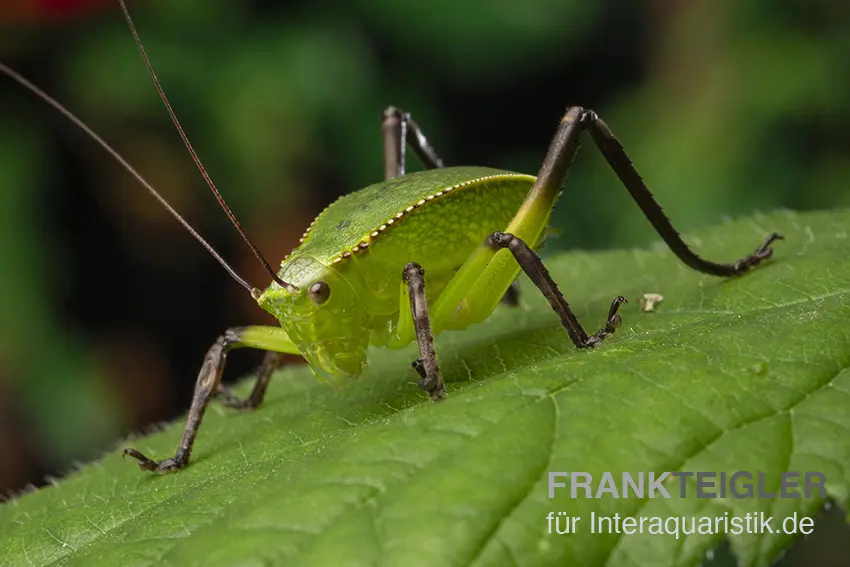 Riesenblattschrecke, Siliquofera grandis