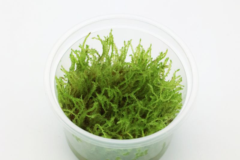 Kriechendes Moos, Vesicularia reticulata "Creeping Moss", In Vitro