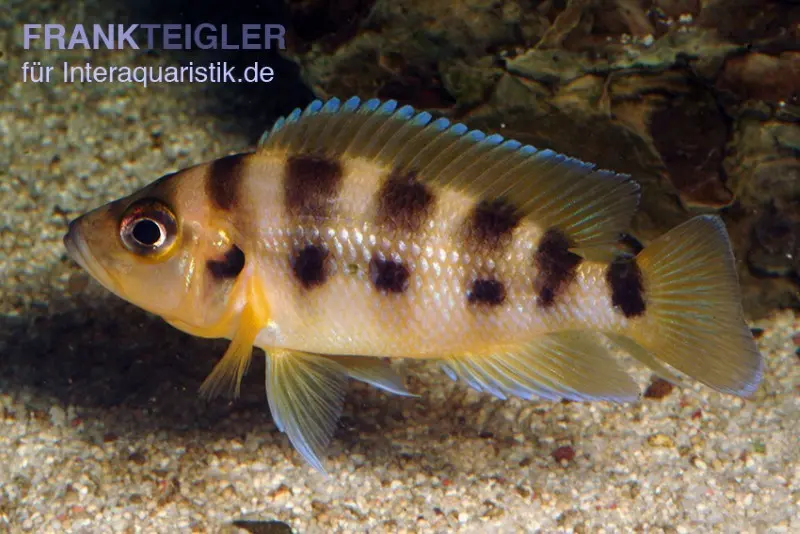 Sechsstreifen-Lamprologus, Neolamprologus sexfasciatus gold, DNZ