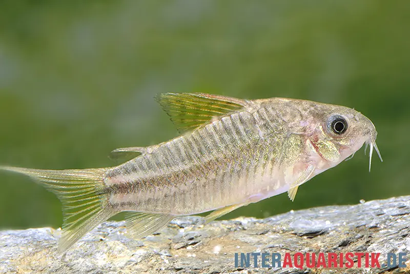 "Yellow Cat"-Panzerwels, Corydoras sp. "Yellow Cat" C123