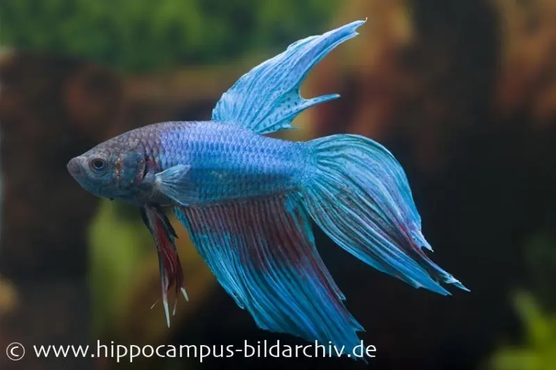 Long Tail Kampffisch türkis, Betta splendens, Männchen