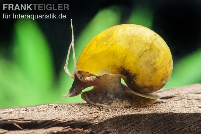 Gelbe Asia-Apfelschnecke, Pila polita