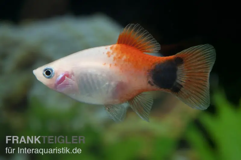 Pinker Mickey Mouse Ananas Platy, Xiphophorus maculatus