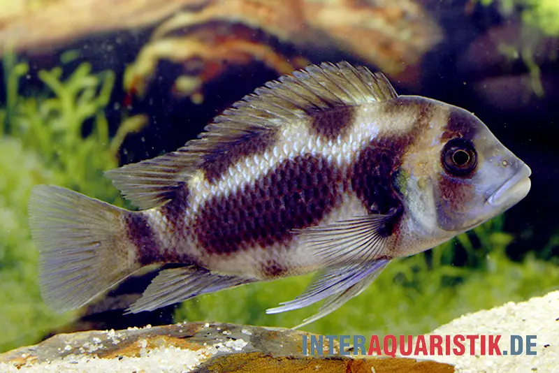 Tanganjika Beulenkopf "Black Widow", Cyphotilapia frontosa "Black Widow"