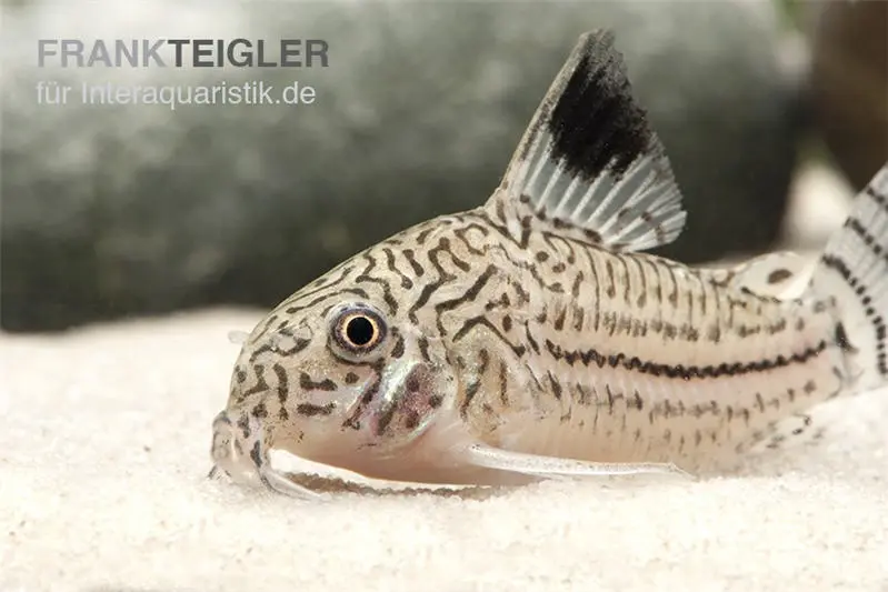 Dreibinden-Panzerwels, Corydoras trilineatus