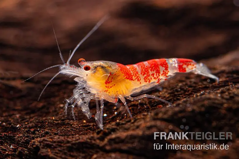 Yellow Calceo Garnele, Caridina sp.