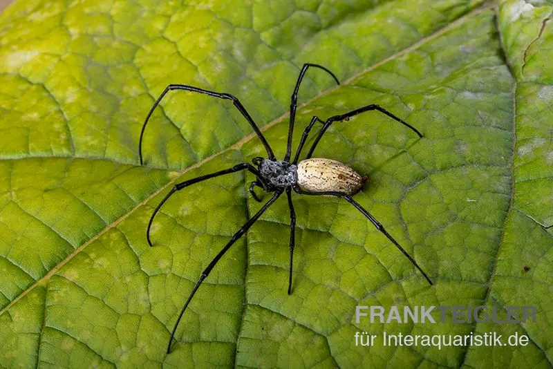 Schwarze Seidenspinne, Nephila kuhlii