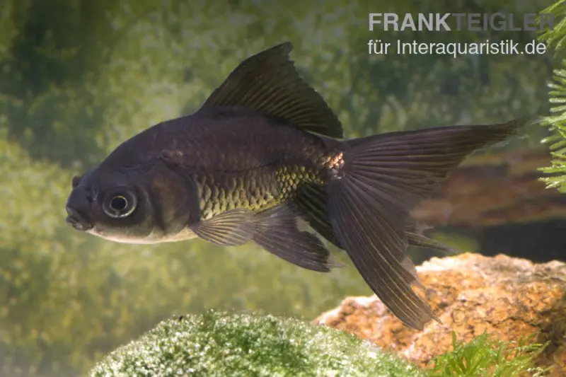 Schleierschwanz Schwarz, Carassius auratus (Kaltwasser)