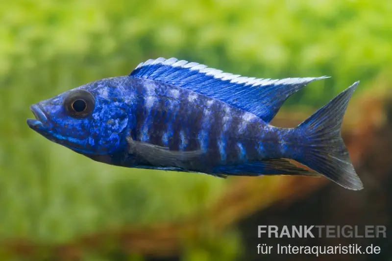 Aulonocara nyassae "Blue"