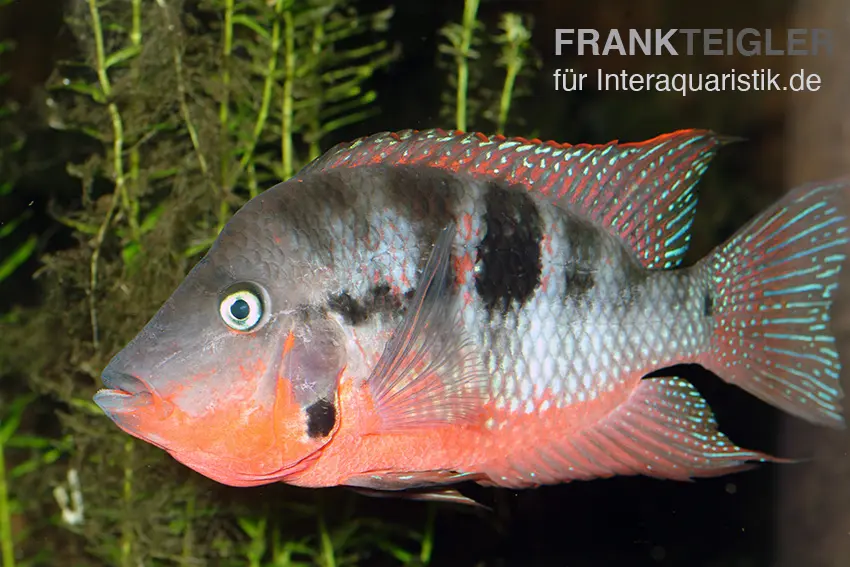 Feuermaulbuntbarsch, Thorichthys meeki