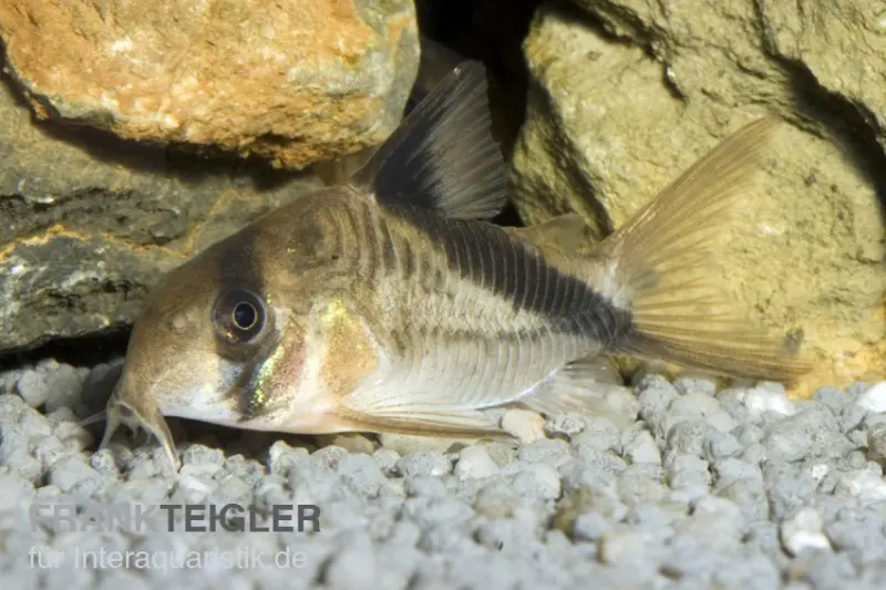 Kopfbinden-Panzerwels, Corydoras melini