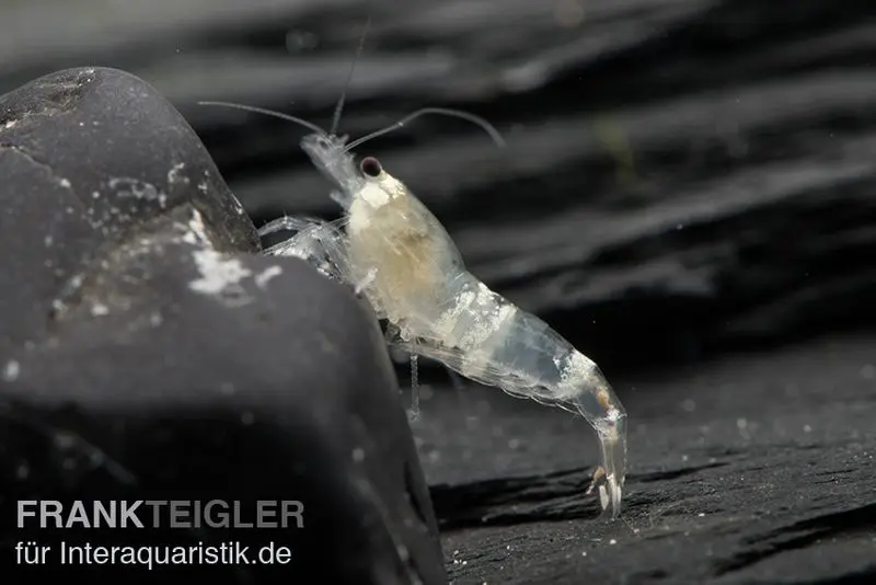 Crystal White Garnele, Caridina spec. Crystal White / Ghost Bee