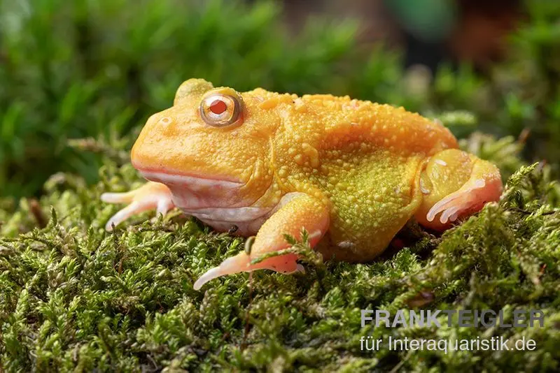 Super Pikachu-Pacman-Frog, Ceratophrys cranwelli Super Pikachu