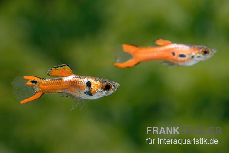 Endler Guppy Red Scarlet, Poecilia wingei (Minifisch), Trio (1 Männchen + 2 Weibchen)