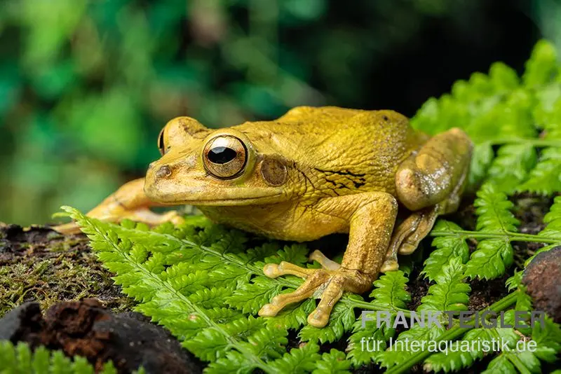 Costa Rica-Maskenlaubfrosch, Smilisca phaeota