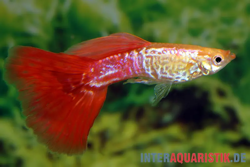 Guppy Cobra blond, Poecilia reticulata