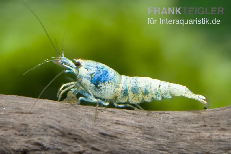 Taiwan Bee Blue Bolt Face, Caridina spec.