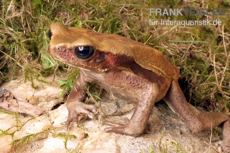 Tropfenkröte, Bufo guttatus