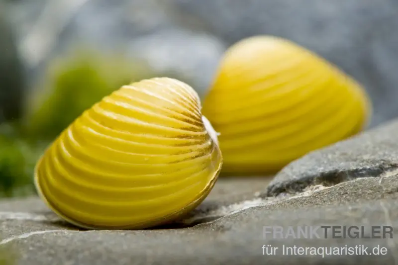 Goldene Körbchenmuschel, Corbicula javanicus (Warm- & Kaltwasser)