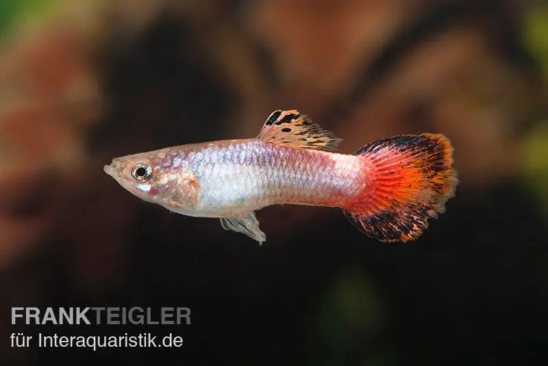 Guppy Samt korallenrot, Poecilia reticulata