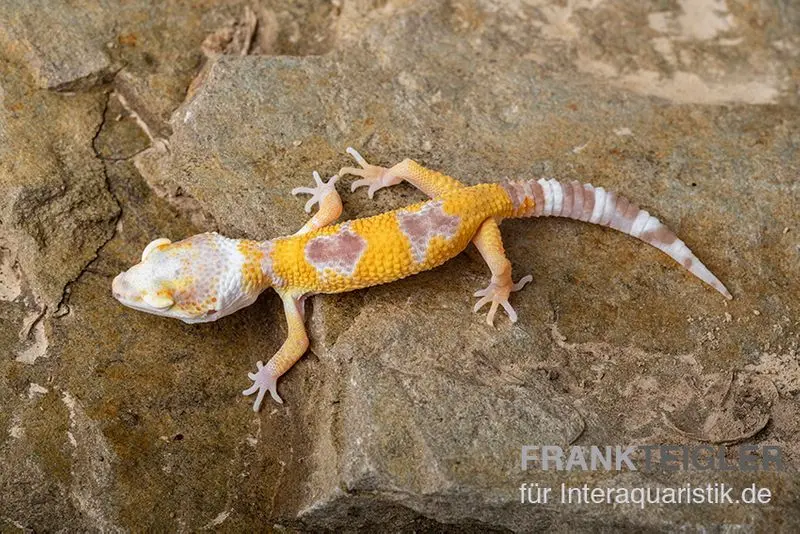 Leopardgecko, Eublepharis macularius, LEMON FROST