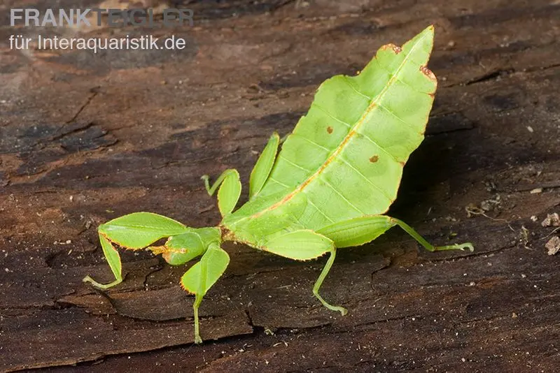 Wandelndes Blatt, Phyllium pulchrifolium