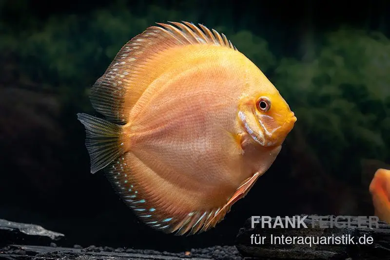 Diskusfisch ASIA-NZ, Symphysodon discus Ghost (Golden dragon), 5 Zoll, 12-13 cm