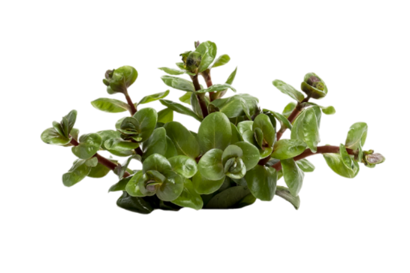 Orangensaft-Rotala, Rotala rotundifolia "Orange Juice", im Topf