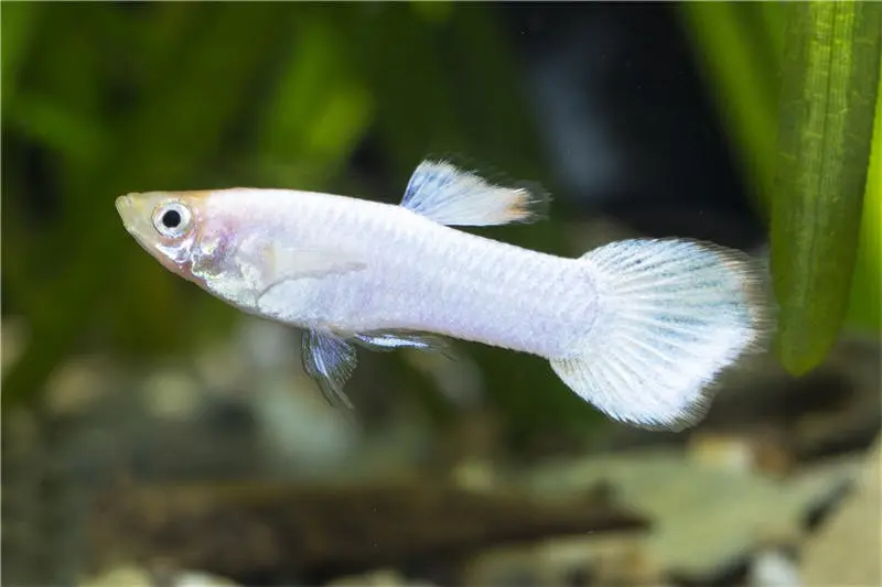 Guppy Samt weiss, Poecilia reticulata