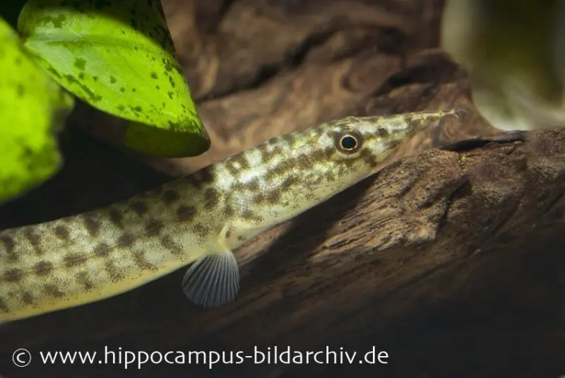 Indischer Zwergstachelaal, Macrognathus pancalus