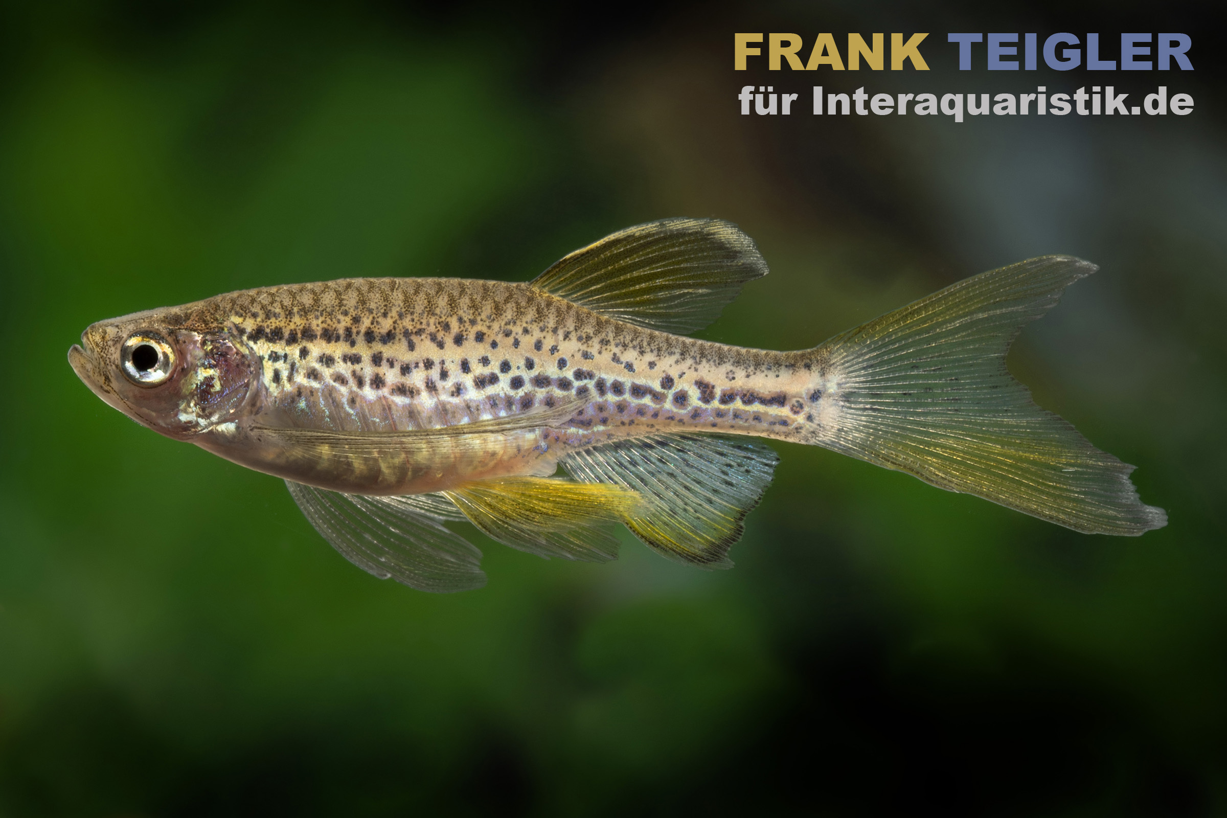 Schleier-Leopardbärbling, Danio rerio var. frankei