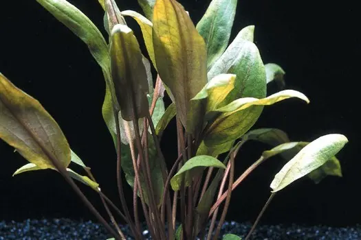 Großer Brauner Wasserkelch, Cryptocoryne wendtii "Mi Oya", In Vitro