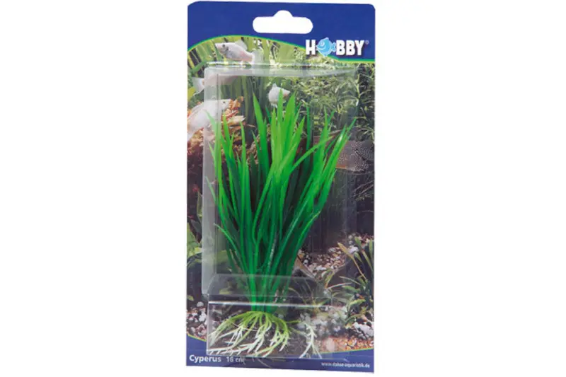 Hobby Cyperus, 16 cm