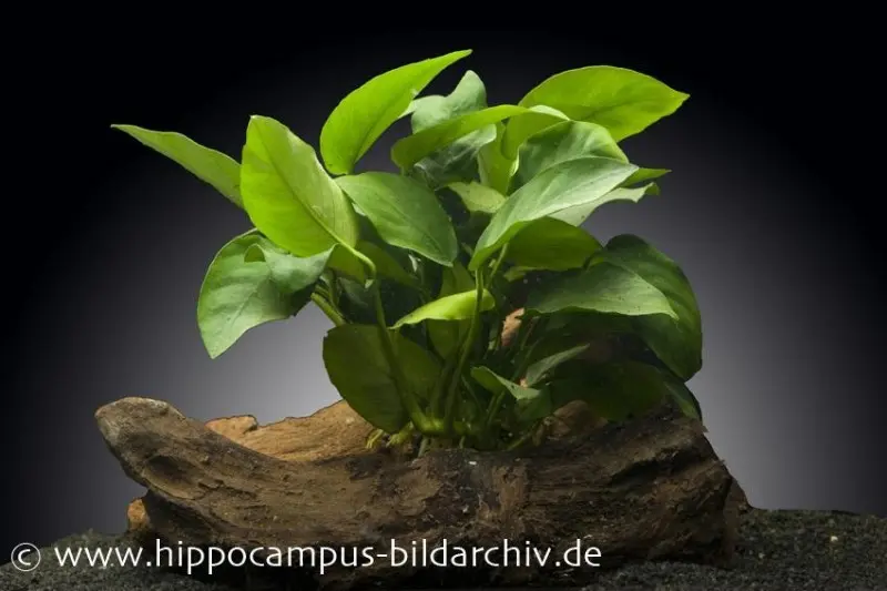 Zwergspeerblatt, Anubias nana, auf Holzwurzel, ca. 12-18 cm