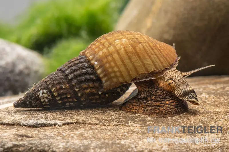 Marmor-Turmdeckelschnecke, Tarebia sp. marble