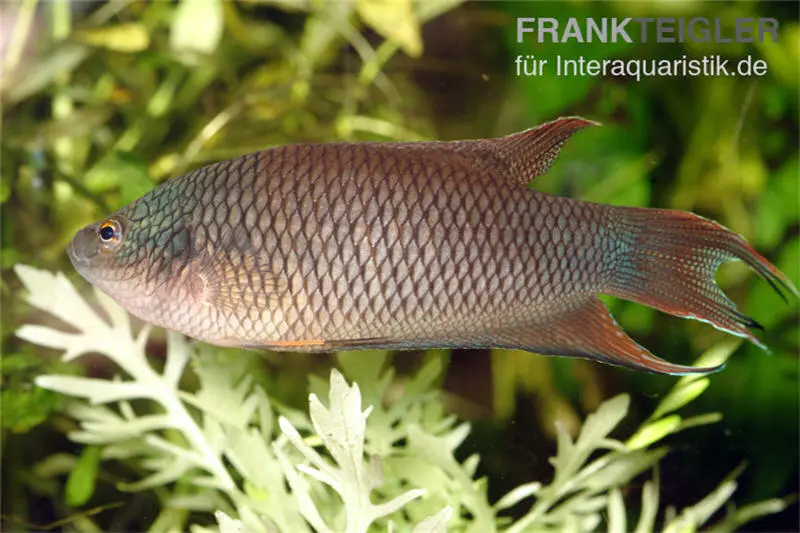 Rotrücken-Makropode, Macropodus erythropterus