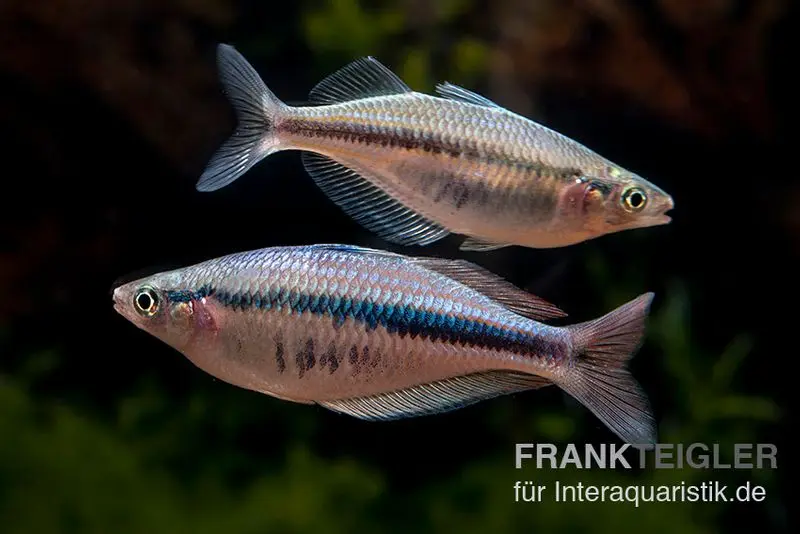 Wapoga-Regenbogenfisch, Chilatherina alleni "Wapoga", 5 Tiere