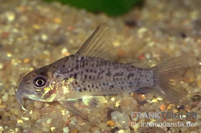 Loreto Panzerwels, Corydoras loretoensis