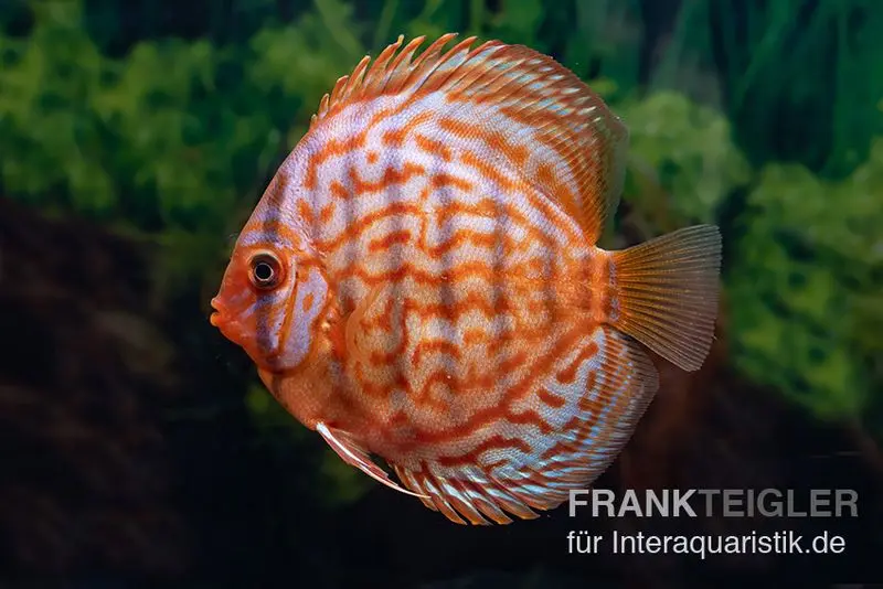 Diskusfisch ASIA-NZ, Symphysodon discus Red Eagle turquoise