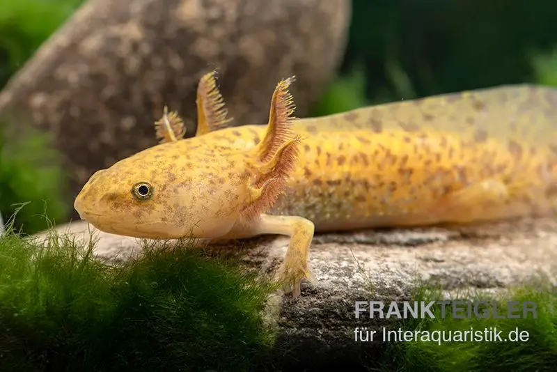 Axolotl kupfer, Ambystoma mexicanum