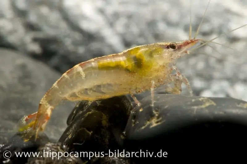 Malaya-Zwerggarnele, Caridina sp. Malaya