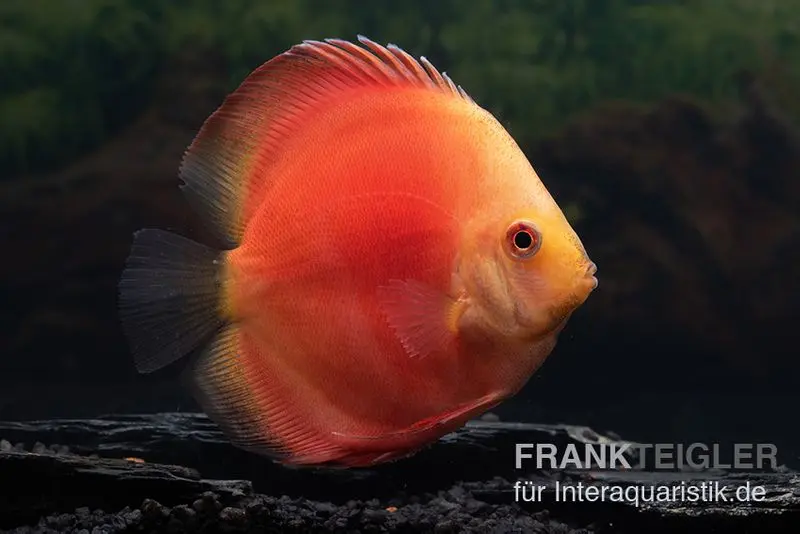 Diskusfisch ASIA-NZ, Symphysodon discus Red Velvet