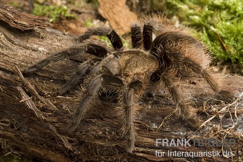 Kraushaar-Vogelspinne, Brachypelma albopilosum