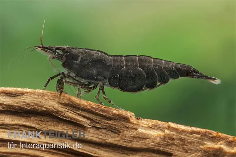 Chocolate Garnele, Neocaridina davidi "Chocolate"